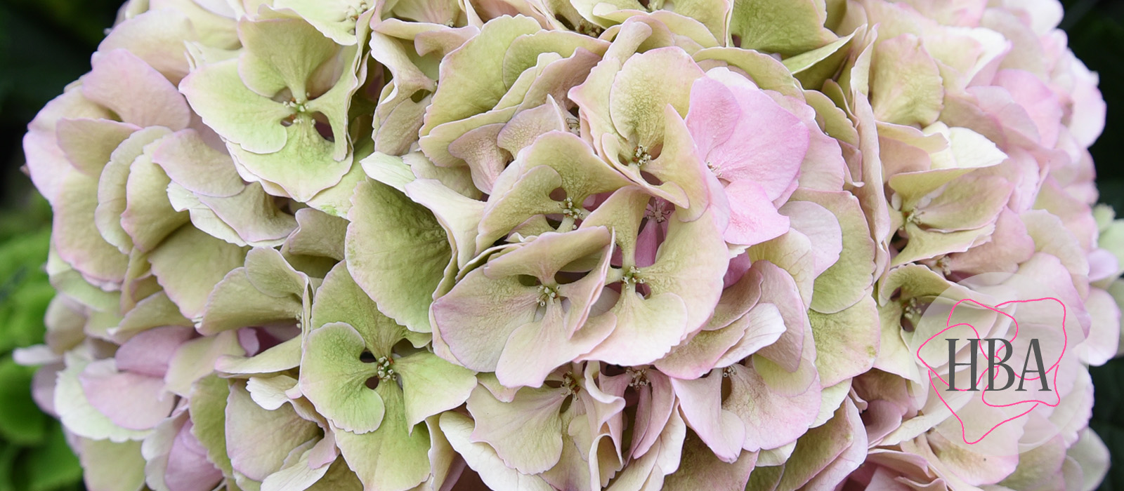 Royal-Symphony-pink-classic-2-Logo-HBA-slider-1600-x700