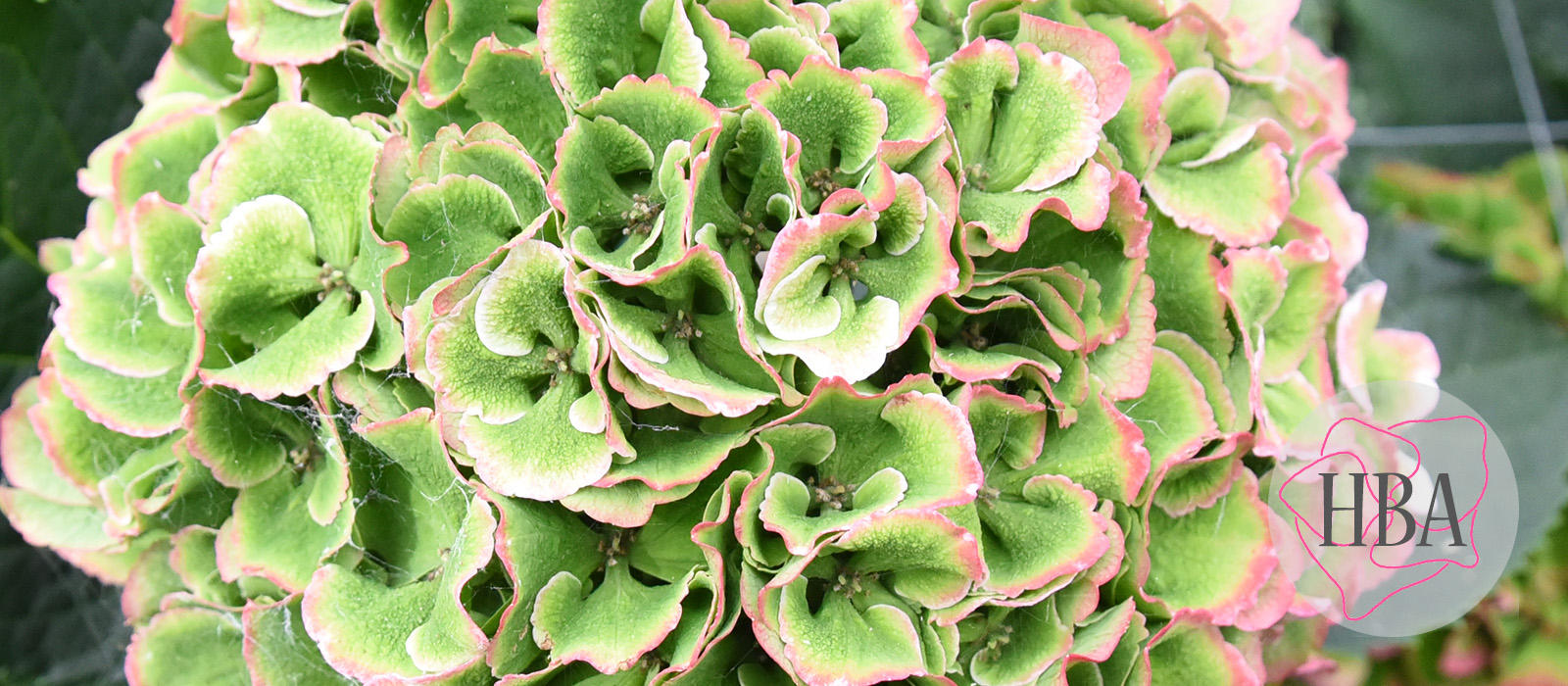 Royal-Symphony-pink-classic-4-Logo-HBA-slider-1600-x700