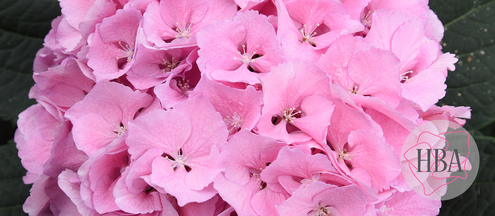 Royal-Symphony-pink-vers-Logo-HBA-slider-1600-x700