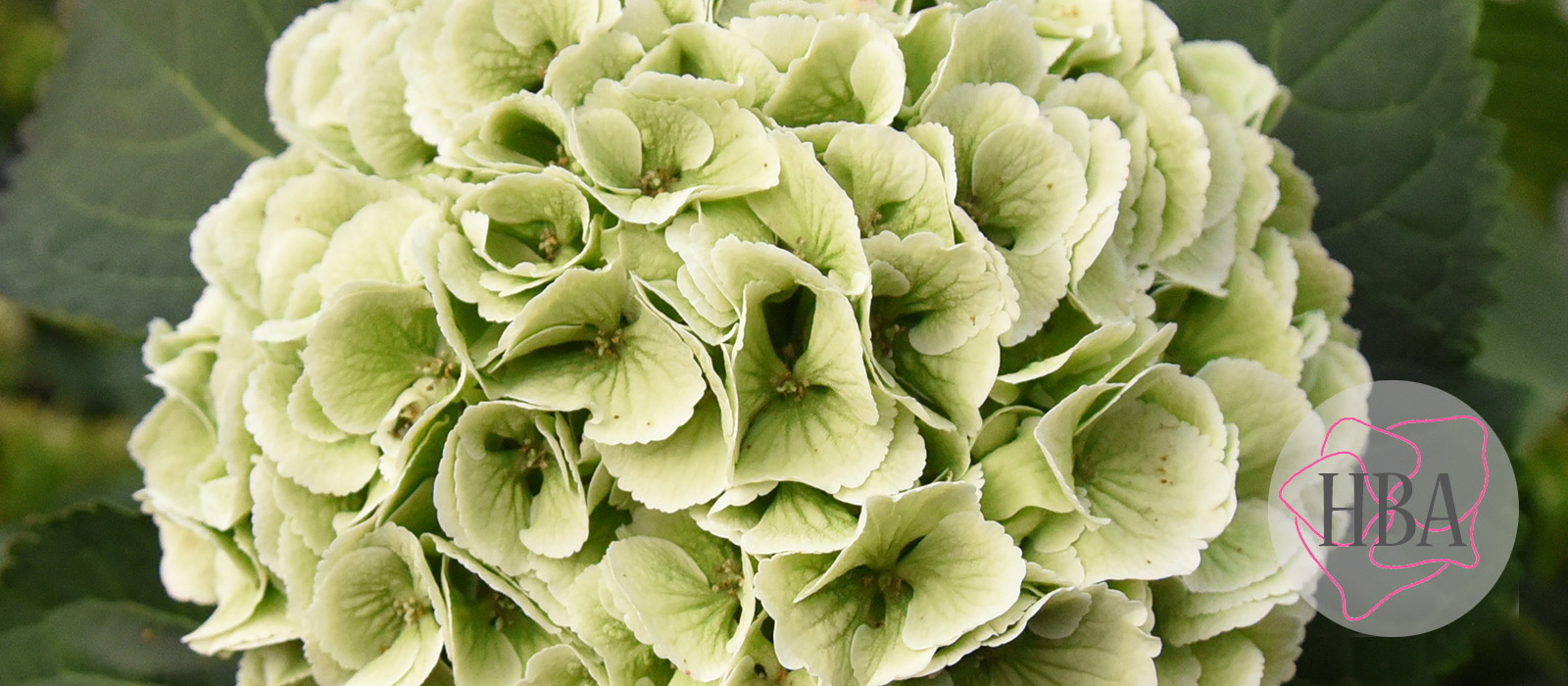 Royal-nieuwe-Princes-classic-Logo-HBA-slider-1600-x700