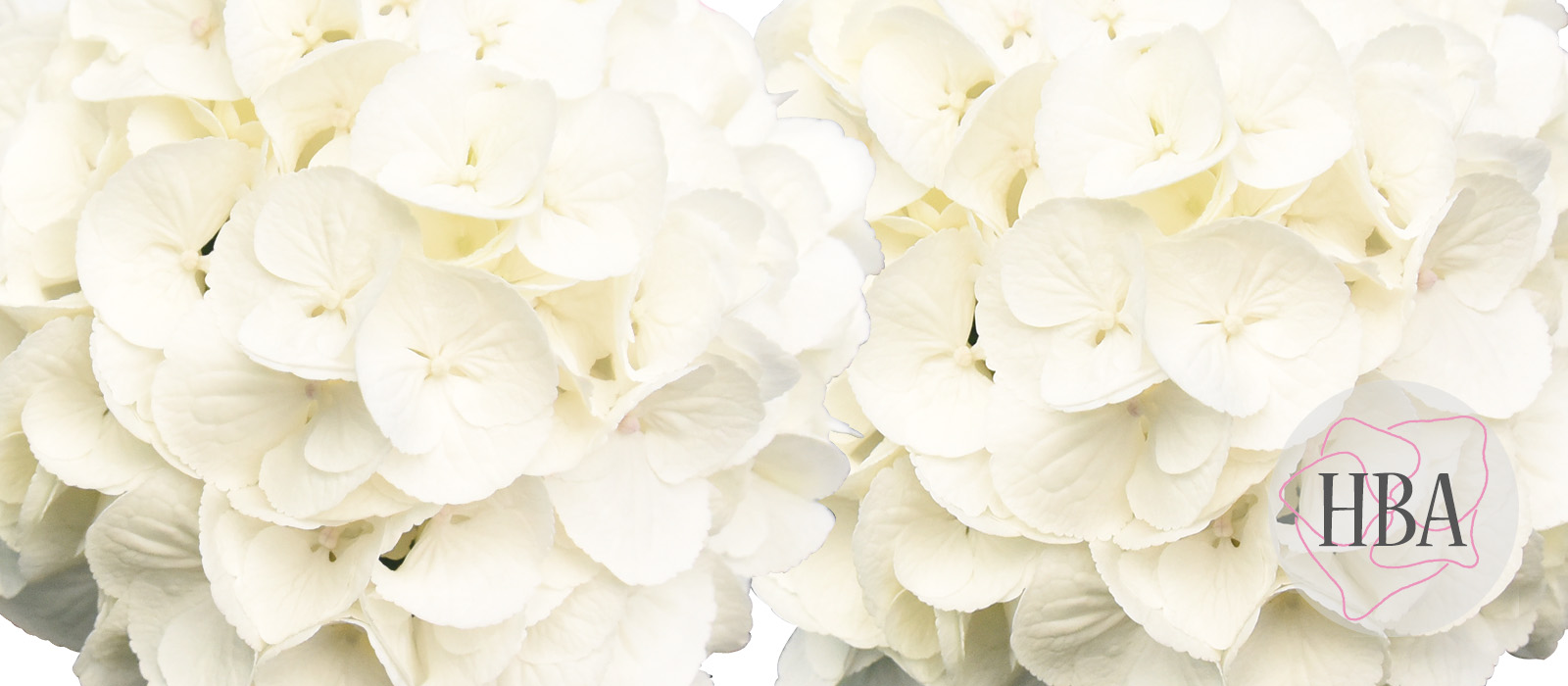 Royal-nieuwe-Princess-vers-Logo-HBA-slider-1600-x700