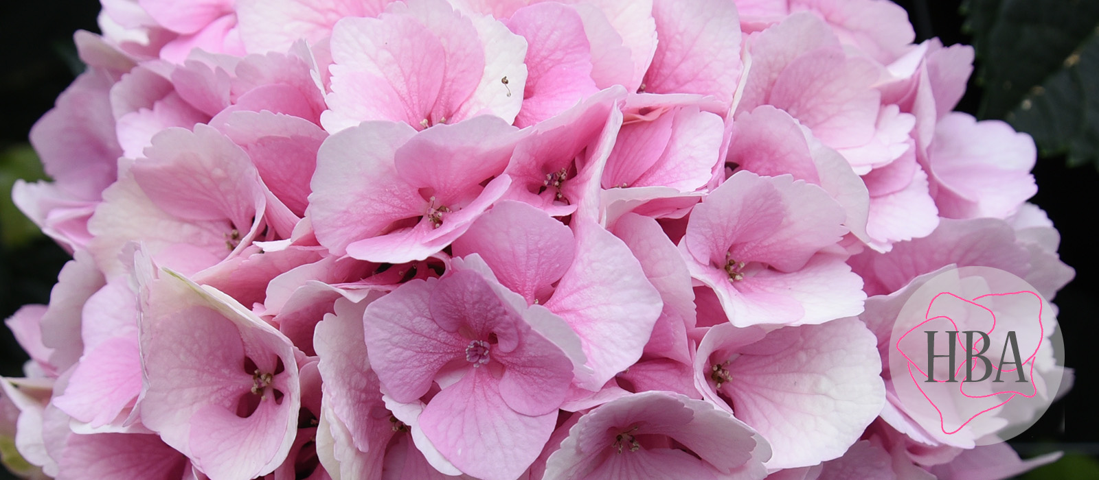 Royal-supreme-pink-fresh-Logo-HBA-slider-1600-x700