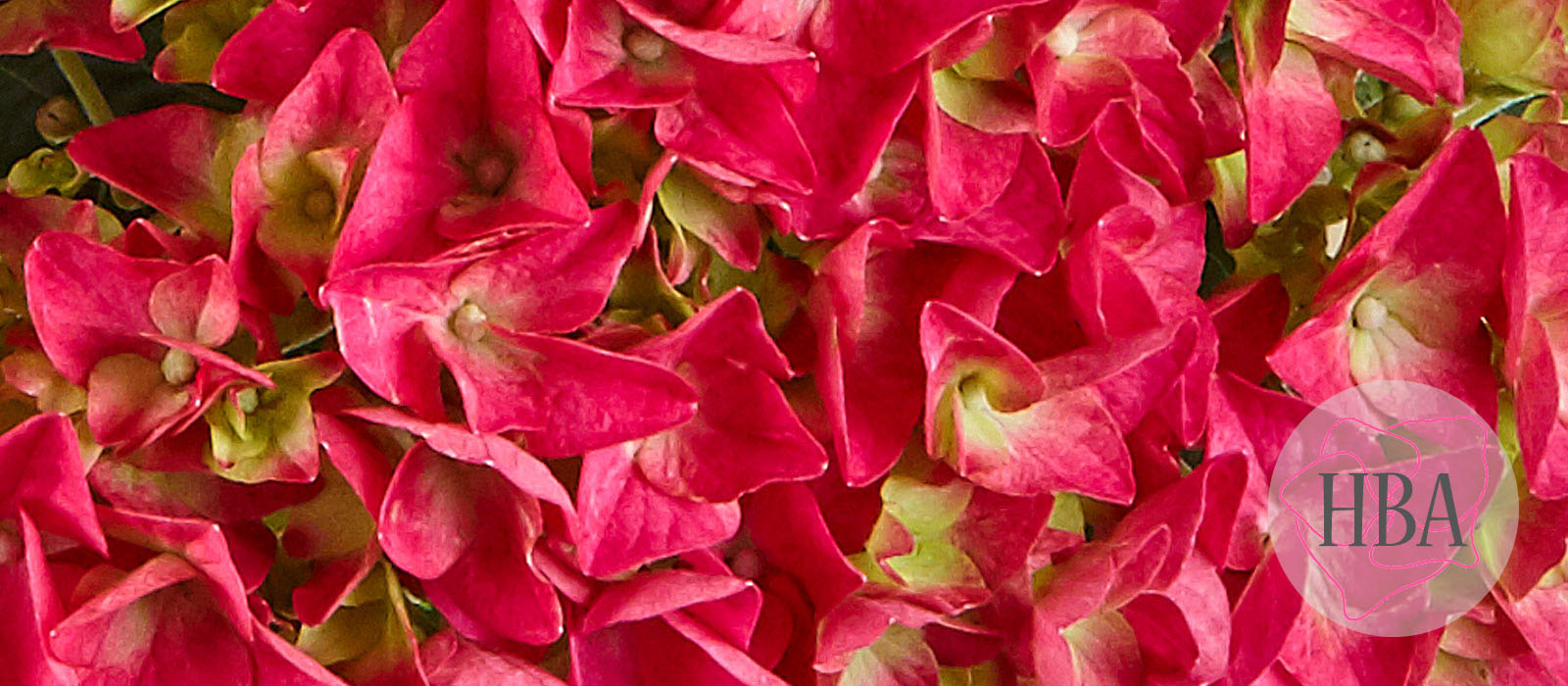 Saxon®-Bright-Red-1-HBA-1