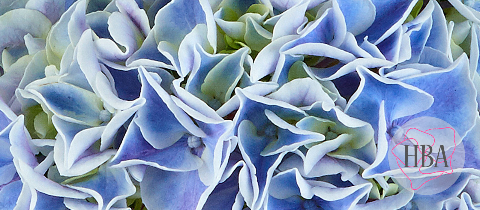 Saxon®-Candy-Heart-SAXCANHEA-2-HBA-1