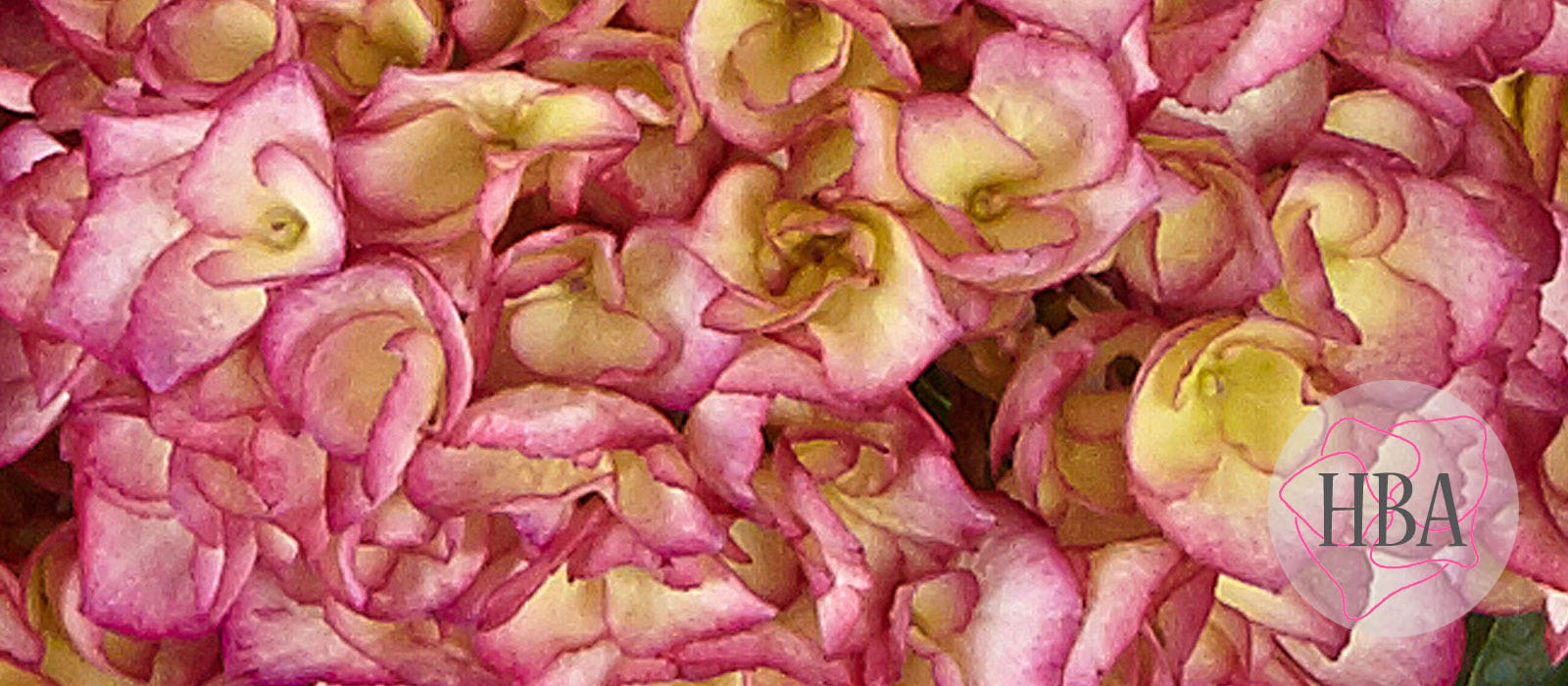 Saxon®-Grafin-Cosel-HORCOS-2-HBA-1