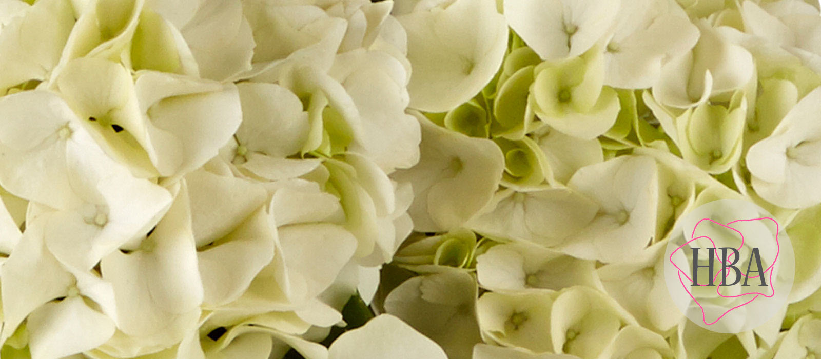 Saxon®-Kleiner-Winterberg-HORKLEW-1-HBA-1