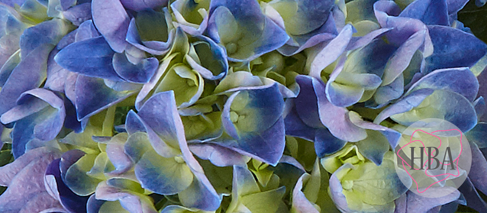 Saxon®-Rathen-HORATH-1-HBA-1