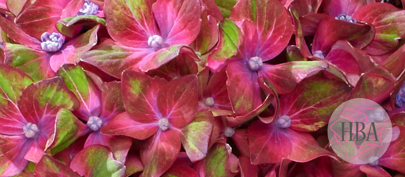 Saxon®-Schloss-Wackerbarth-HORWAC-1-HBA-1