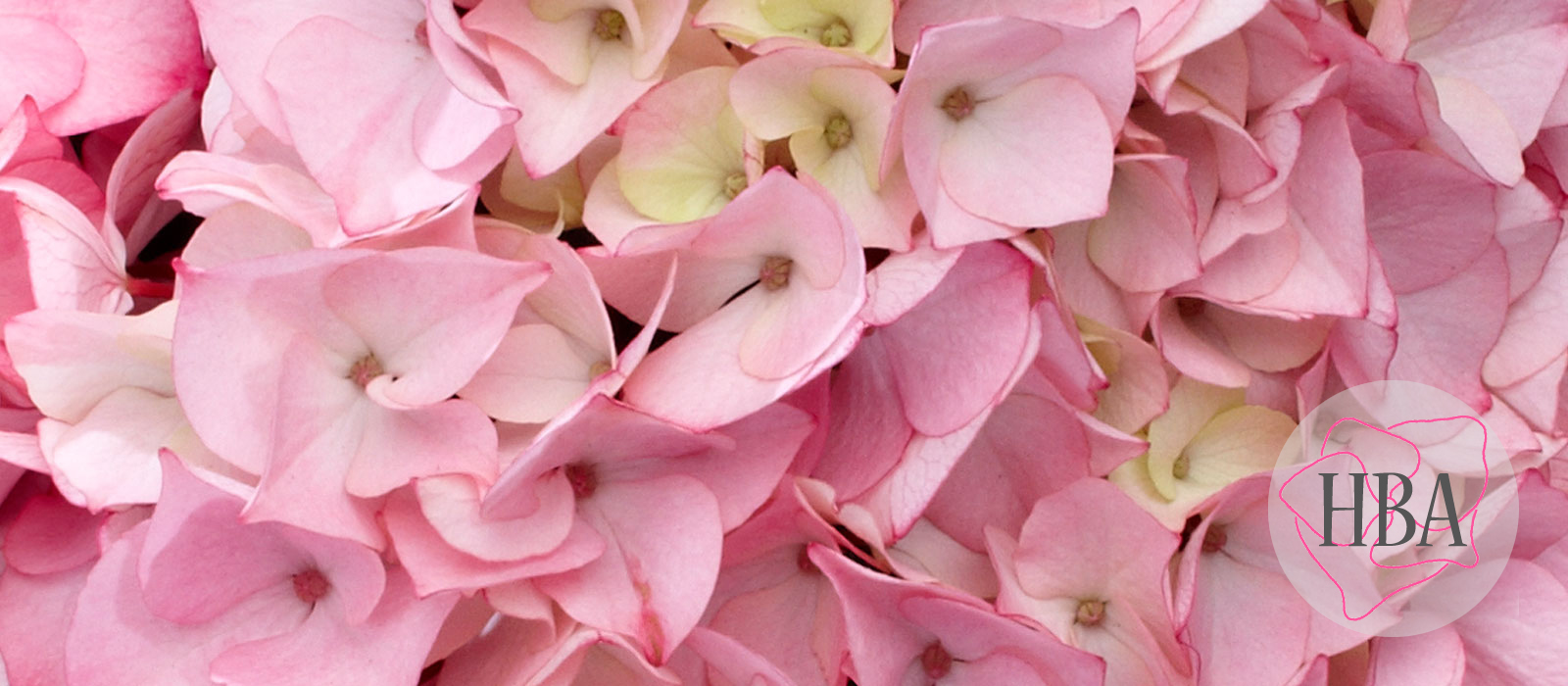 Saxon®-Schloss-Zuschendorf-HORZU-1-HBA-1