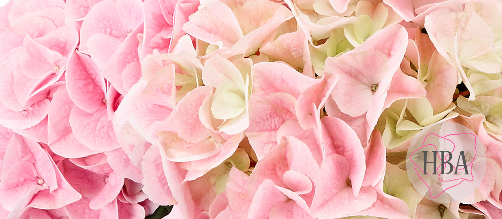 Saxon®-Sonnenstein-HORSONN-1-HBA-1