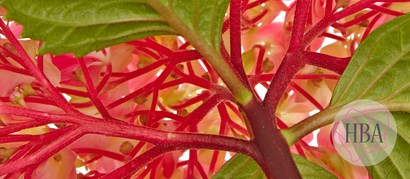 Saxon®-Style-Pink-SAXSTYLPI-2-HBA