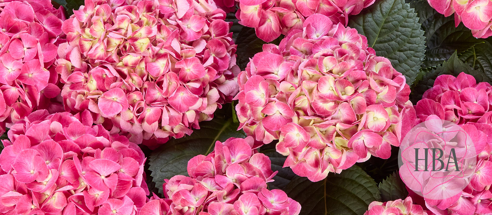 Serenity-pink-HBA-slider-1600-x700