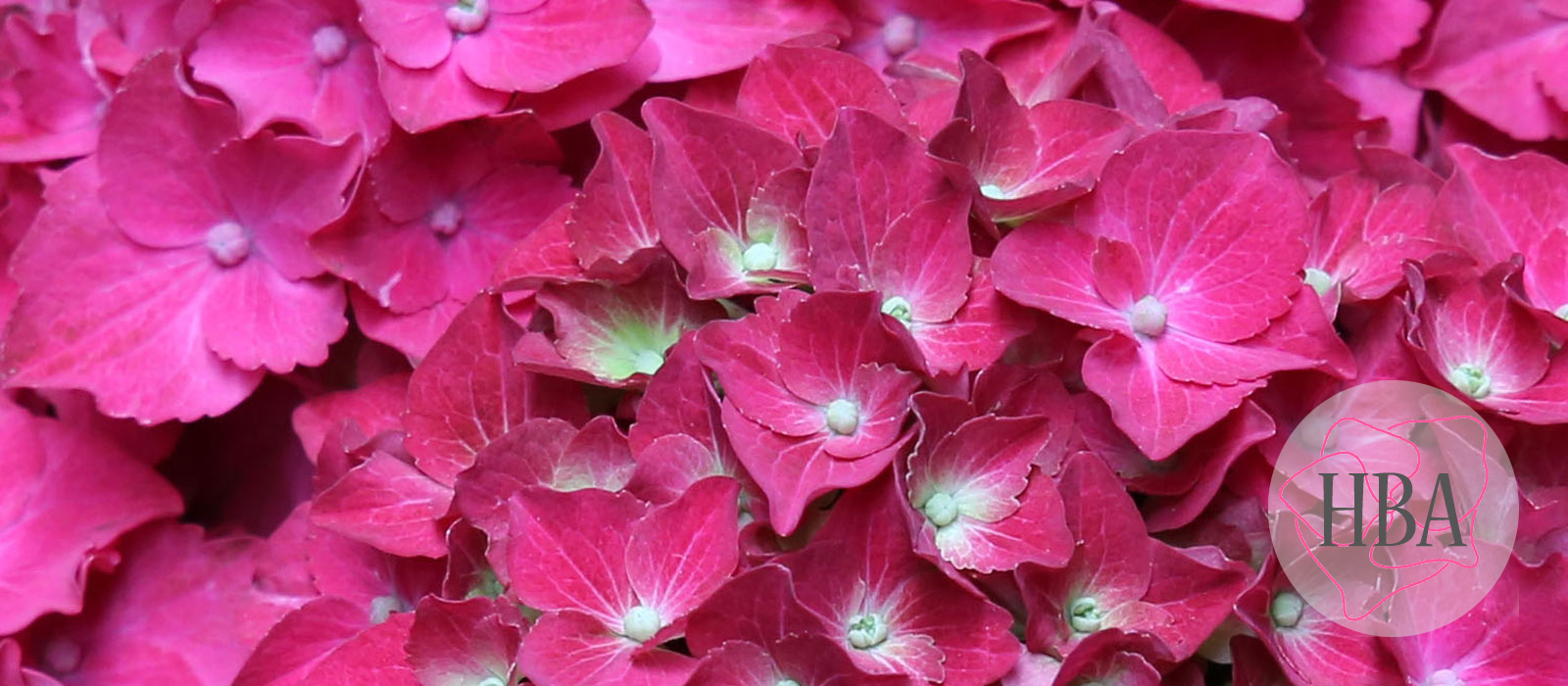 Speedy-Red-imp-H215911-1-HBAjpg