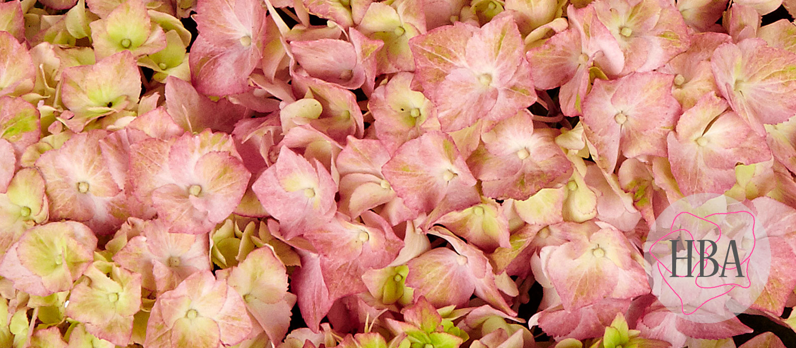 Sweet-Lips-H218911-HBA