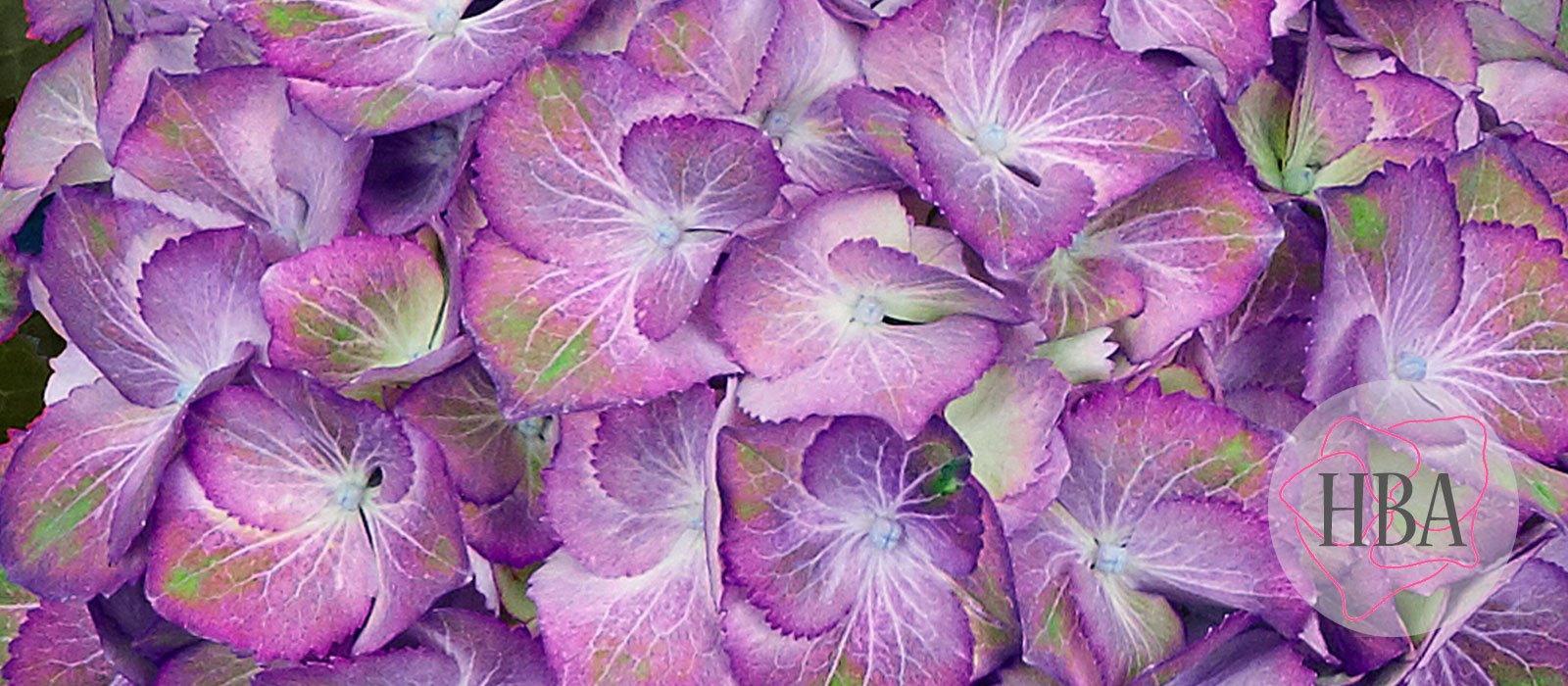 Sweet-Lips-Purple-H218911-HBA-1