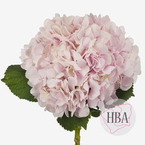 TROPICAL-DREAM-H217906-HBA