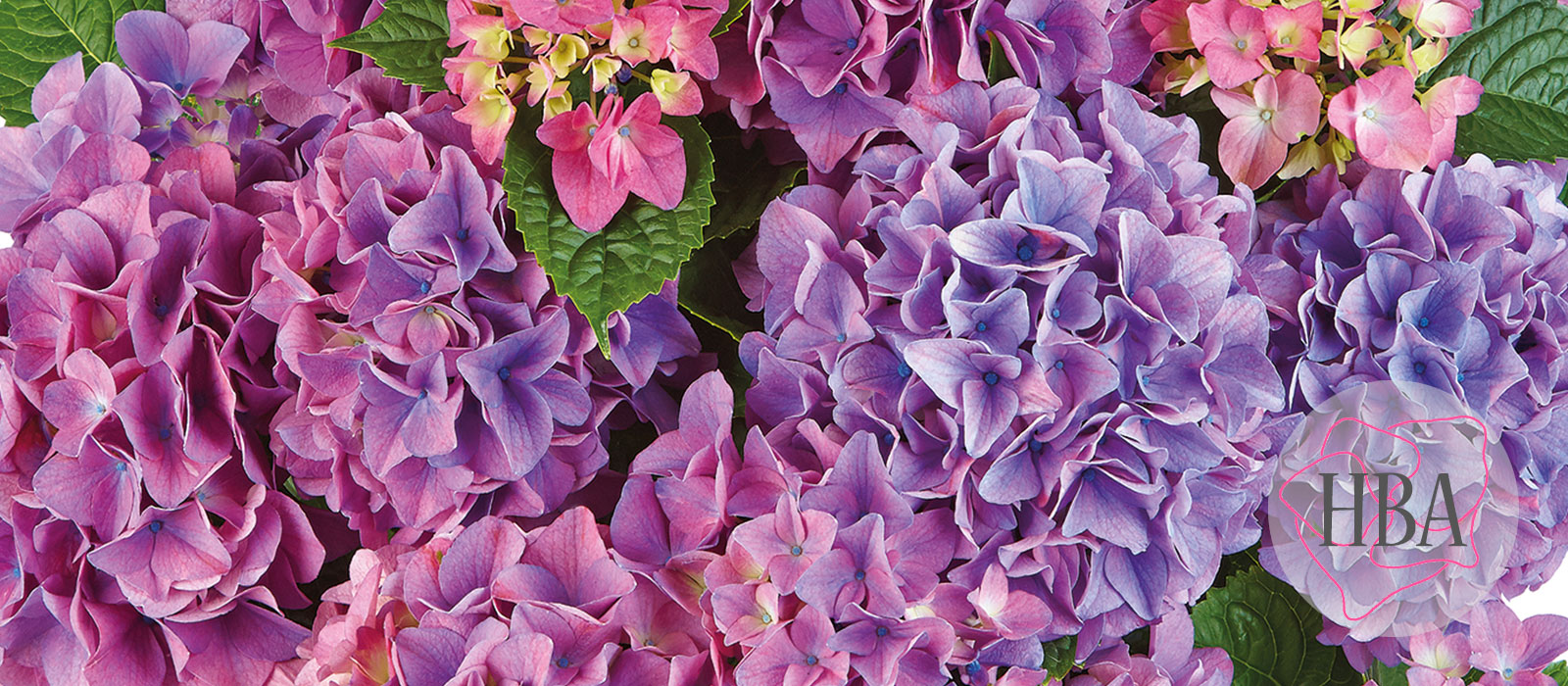 Tabletensia-purple-HBA-slider-1600-x700