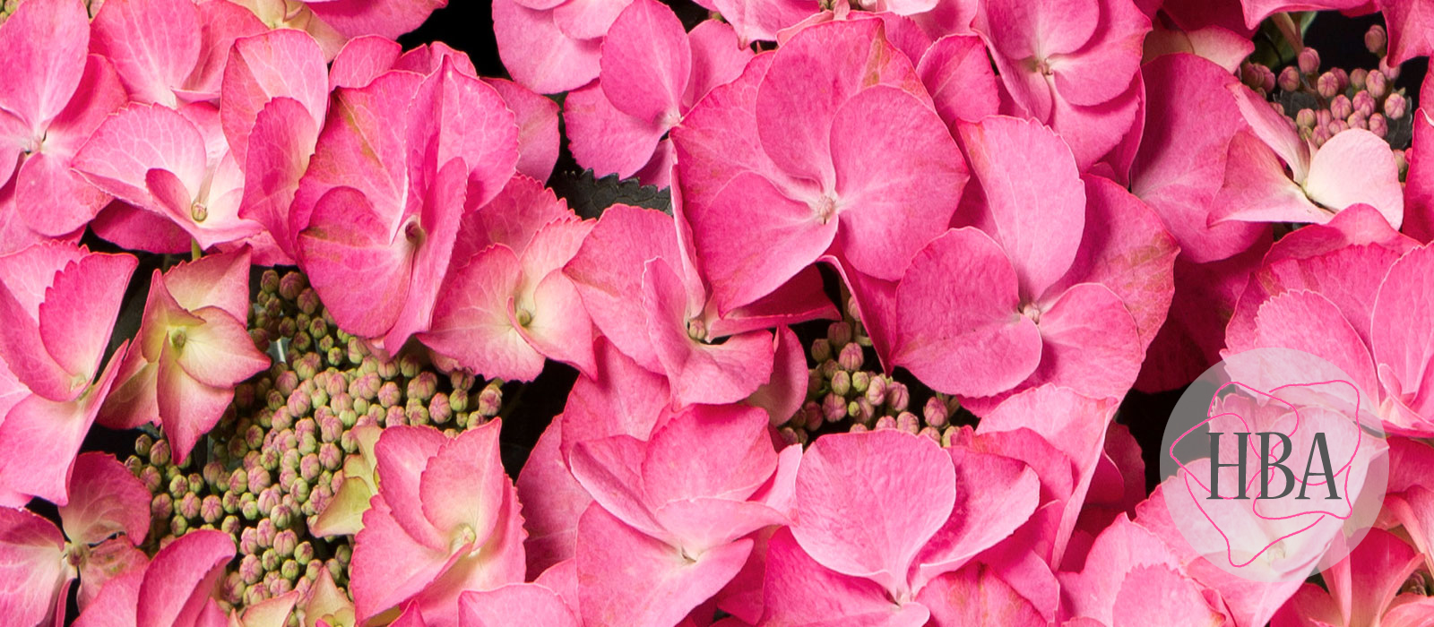 Tiffany-H211902-1-HBA-1