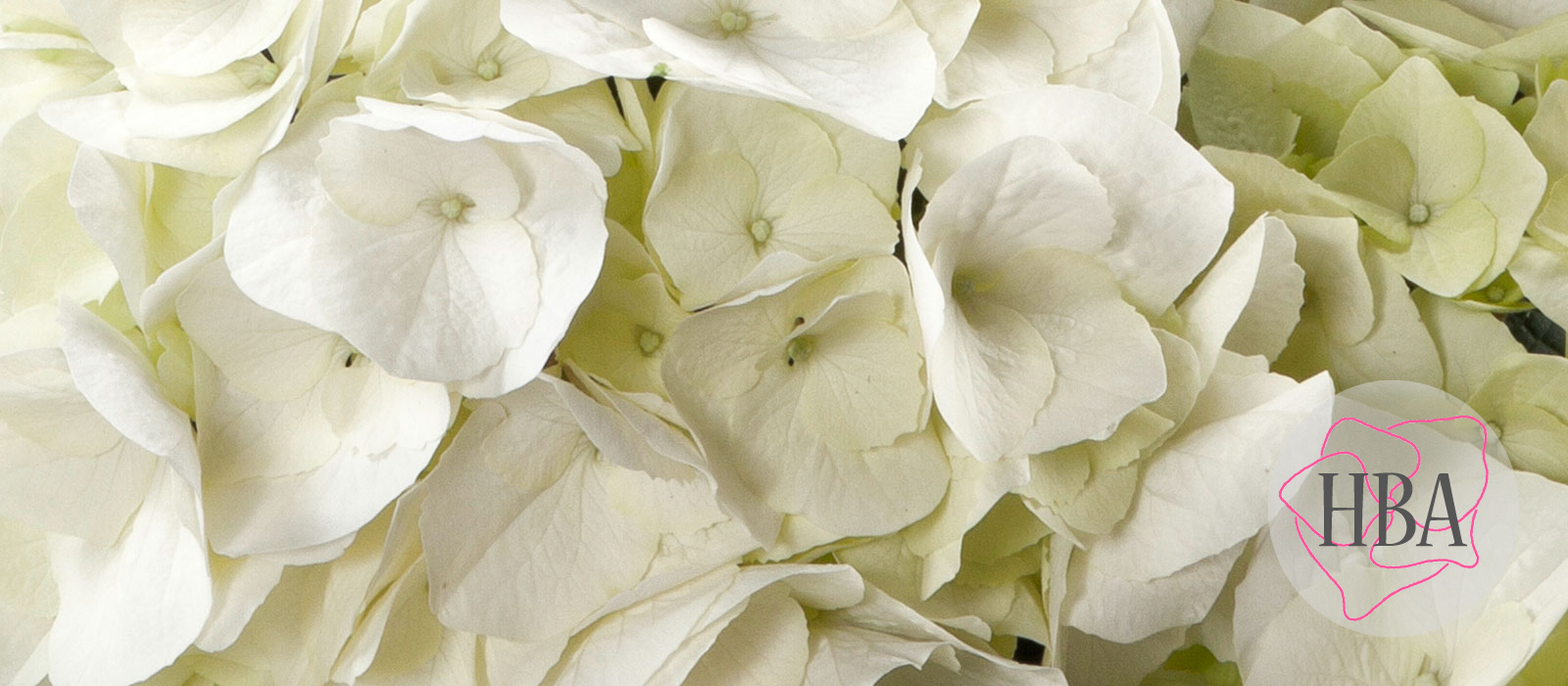 Vanilla-Sky-HBAVASK-1-HBA-1