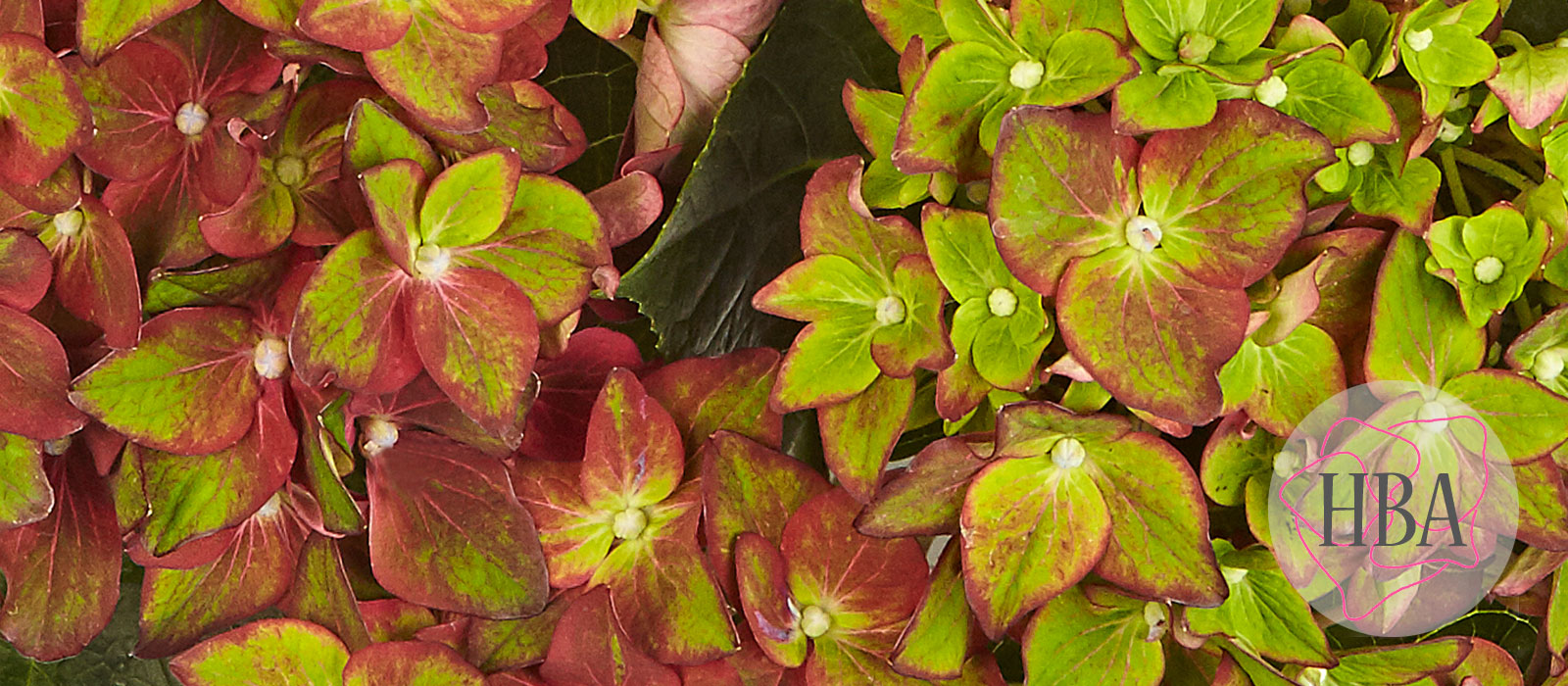 Velvet-Beauty-purple-H218912-HBA