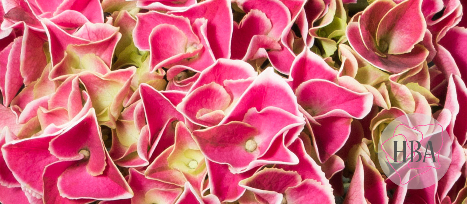 horTivoli-H211905-1-HBA-2