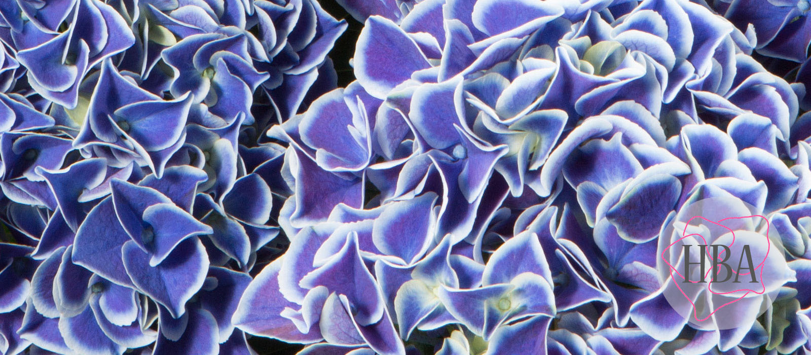 horTivoli-H211905-2-HBA-1